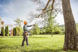 Best Tree Preservation Services  in Aptos, CA