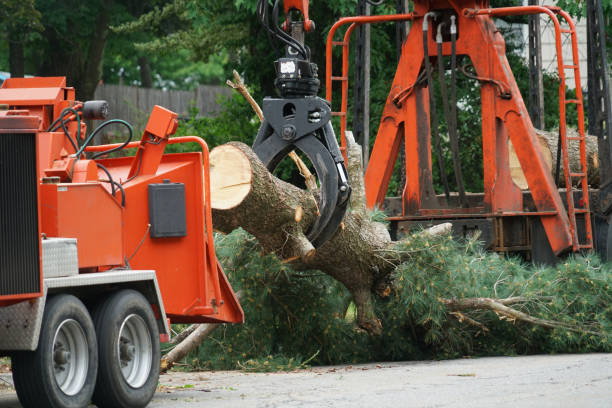 Best Palm Tree Trimming  in Aptos, CA